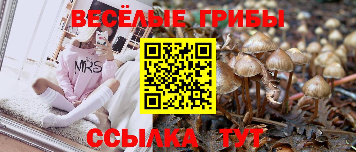 Псилоцибиновые грибы GOLDEN TEACHER  сколько стоит  Знаменск  Галлюциногенные грибы GOLDEN TEACHER  Вход с VPN 